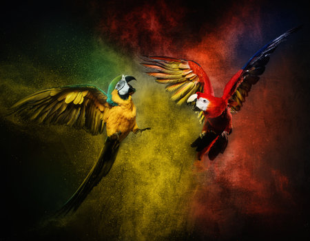 Two parrots fighting against colourful powder explosion