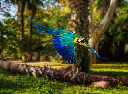 Colourful flying parrot in tropical landscapeの写真素材