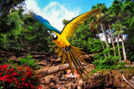Colourful flying parrot in tropical landscapeの写真素材