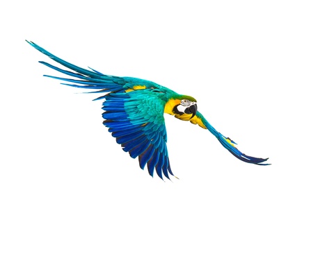 Colourful flying parrot isolated on whiteの写真素材