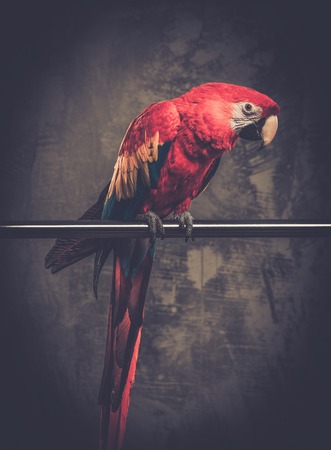 Colourful parrot sitting on a perchの写真素材