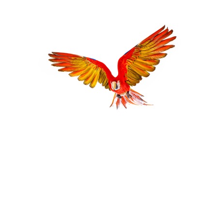 Colourful flying parrot isolated on whiteの写真素材