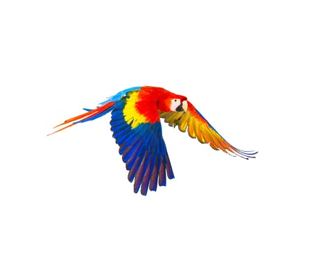 Colourful flying parrot isolated on whiteの写真素材