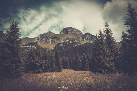 Mountain among beautiful forest in Tatrasの写真素材