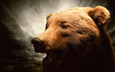 Brown bear against stormy skyの写真素材