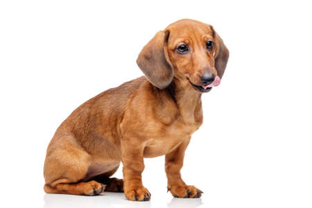 Dachshund isolated on whiteの写真素材