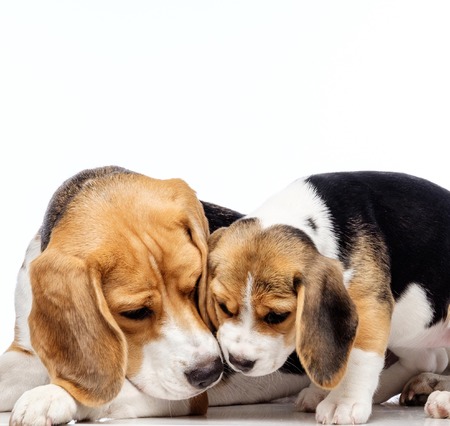 Beautiful beagle family isolated on whiteの写真素材