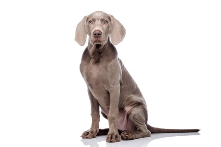 Weimaraner dog isolated on whiteの写真素材