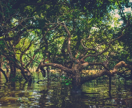 Flooded trees in mangrove rain forest. Kampong Phluk village. Cambodiaの写真素材