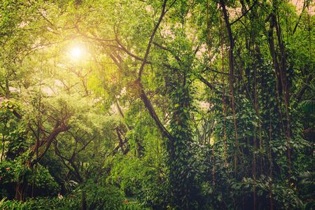Sun shining into tropical green jungleの写真素材