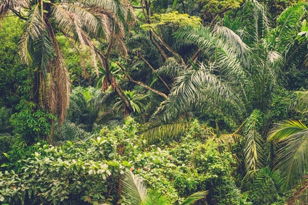 Lush tropical green jungle