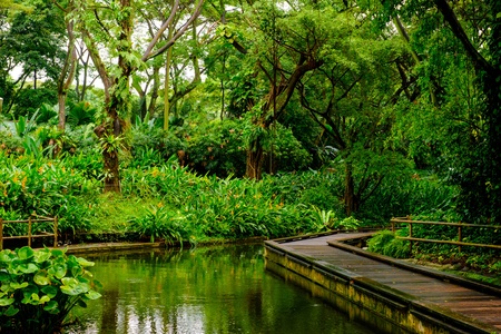 Lush tropical green jungleの写真素材