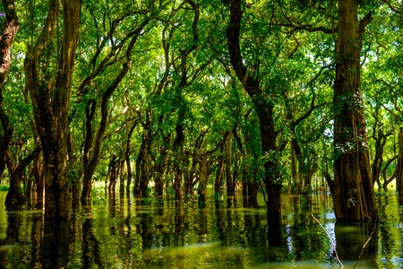 Flooded trees in mangrove rain forest. Kampong Phluk village. Cambodiaの写真素材