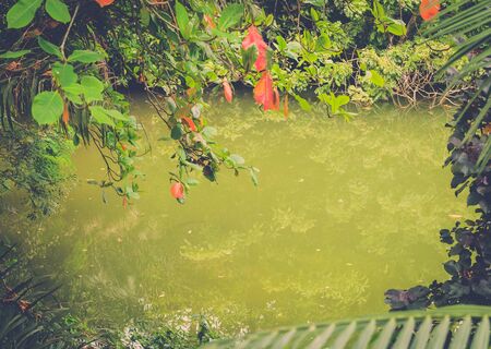 Tropical pond deep in the jungleの写真素材