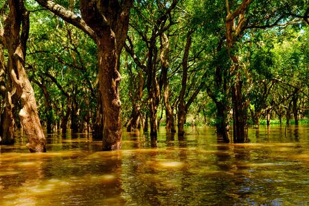 Flooded trees in mangrove rain forest. Kampong Phluk village. Cambodiaの写真素材