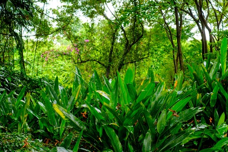 Lush tropical green jungleの写真素材