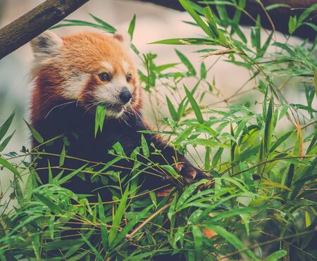 Cute red panda eating a bamboo tree leavesの写真素材