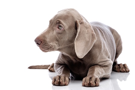 Weimaraner dog isolated on whiteの写真素材