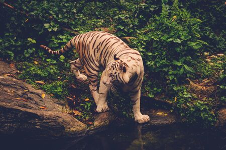 Bengal tiger playing deep in a jungleの写真素材