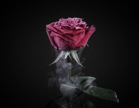 Close up of frozen dark red rose isolated on black.の写真素材