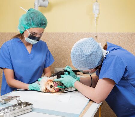 Vets performing canine dental prophylaxis on Yorkshire terrier.の写真素材