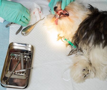 Veterinarian performing dental extraction on small dog.の写真素材