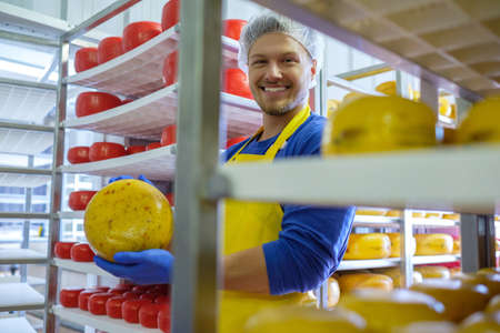 Handsome cheesemaker is checking cheeses in his workshop storage.