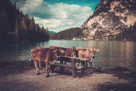 Cows standing near Lago di Braies with mountain forest on the background.の写真素材