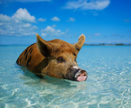 Wild, swimming pig on Big Majors Cay in The Bahamas.の写真素材