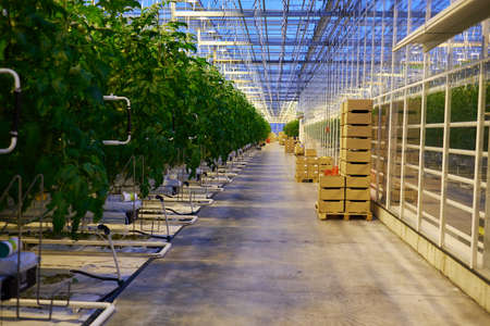 Tomato plantation in the greenhouse.