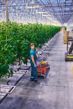 Friendly farmer at work in greenhouse