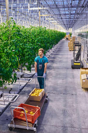 Young attractive man harvesting tomatoes in greenhouse.の写真素材