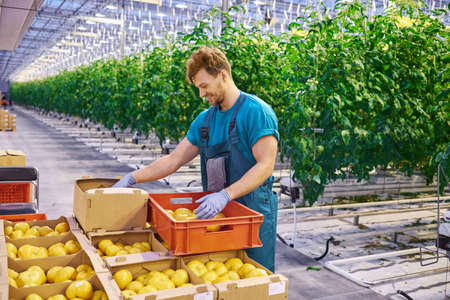 Young attractive man harvesting tomatoes in greenhouse.の写真素材
