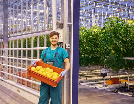 Young attractive man harvesting tomatoes in greenhouse.の写真素材