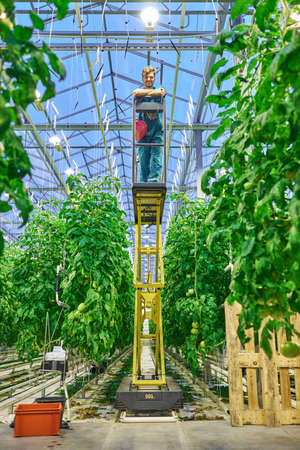 Friendly farmer working on hydraulic scissors lift platform in greenhouse.の写真素材