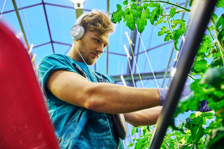 Friendly farmer working on hydraulic scissors lift platform in greenhouseの写真素材