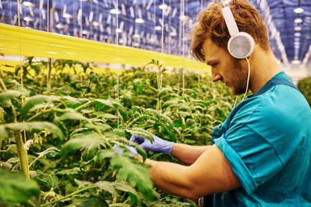 Friendly farmer working on hydraulic scissors lift platform in greenhouseの写真素材