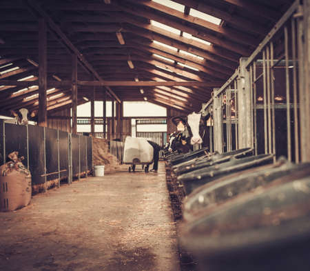 Calves in the cowshed in dairy farmの写真素材