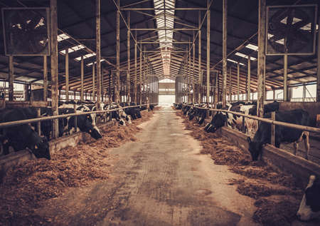 Cows in the cowshed in dairy farmの写真素材