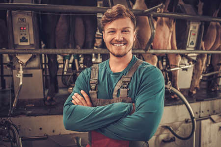 Friendly farmer milking cows at dairy farmの写真素材