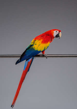 Colourful parrot sitting on a perch.の写真素材