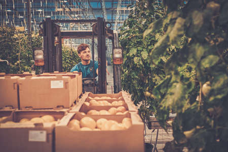 Farmer and his reach truck in greenhouse.の写真素材