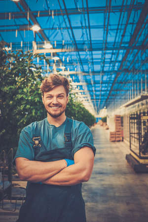 Happy man on a tomato farm.の写真素材