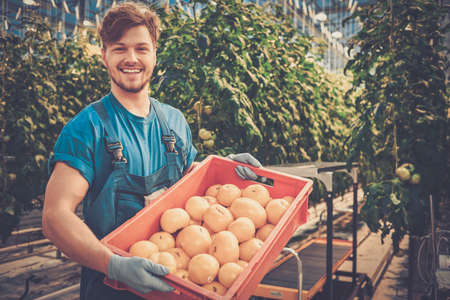 Young attractive man harvesting tomatoes in greenhouse.の写真素材