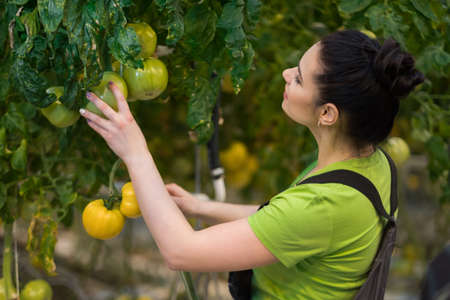 Woman working in a tomato greenhouse.の写真素材