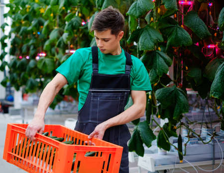 Man working in a greenhouse.の写真素材