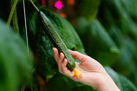 Cucumber farm inside modern greenhouse.の写真素材