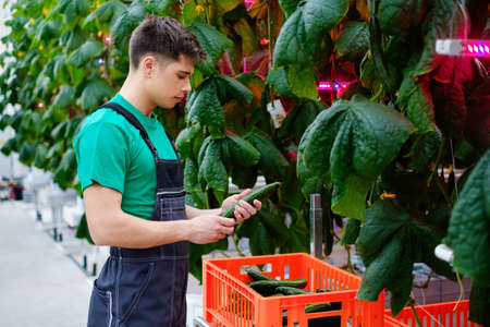 Man working in a greenhouse.の写真素材