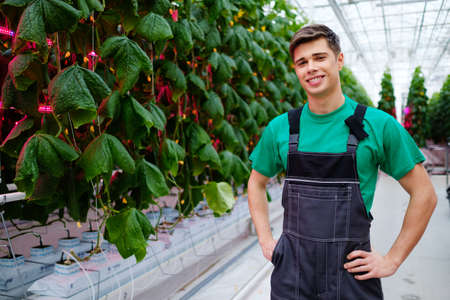Man working in a greenhouse.