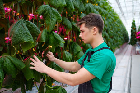 Man working in a greenhouse.の写真素材